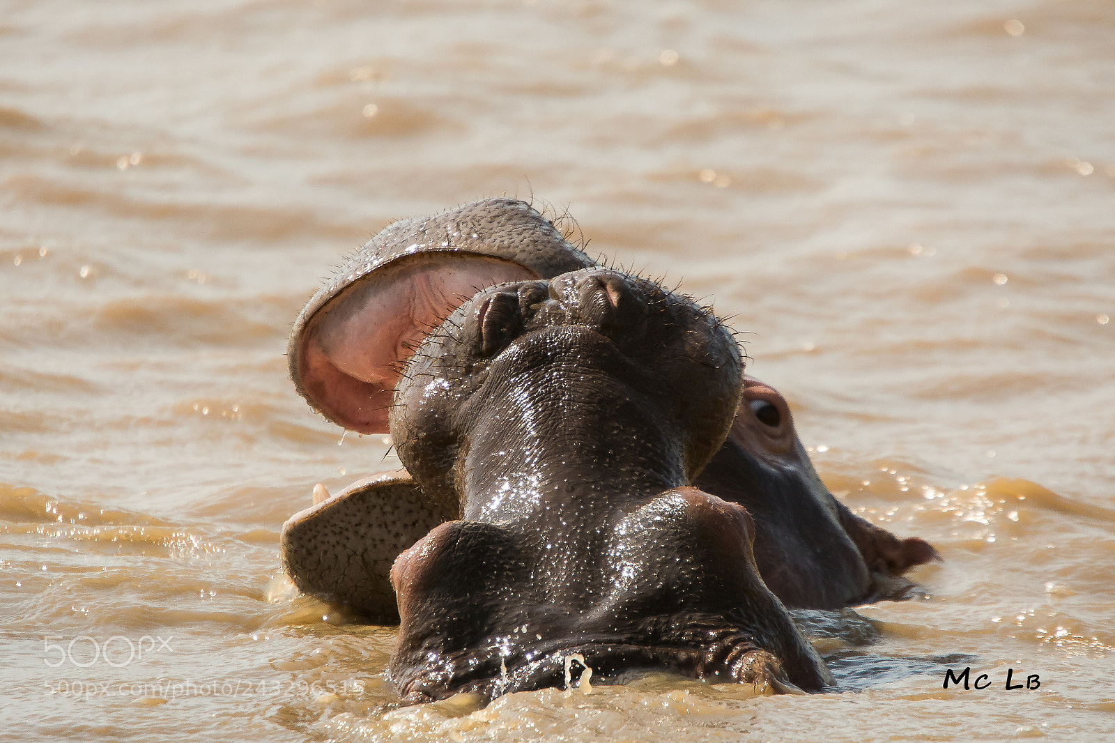Nikon D7100 sample photo. Jeux d'hippo -lac ste photography