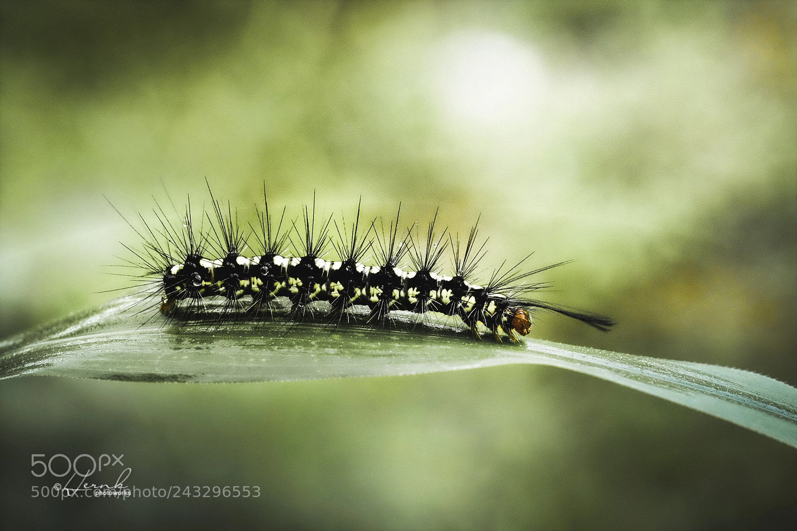Fujifilm X-T1 sample photo. Caterpillar photography
