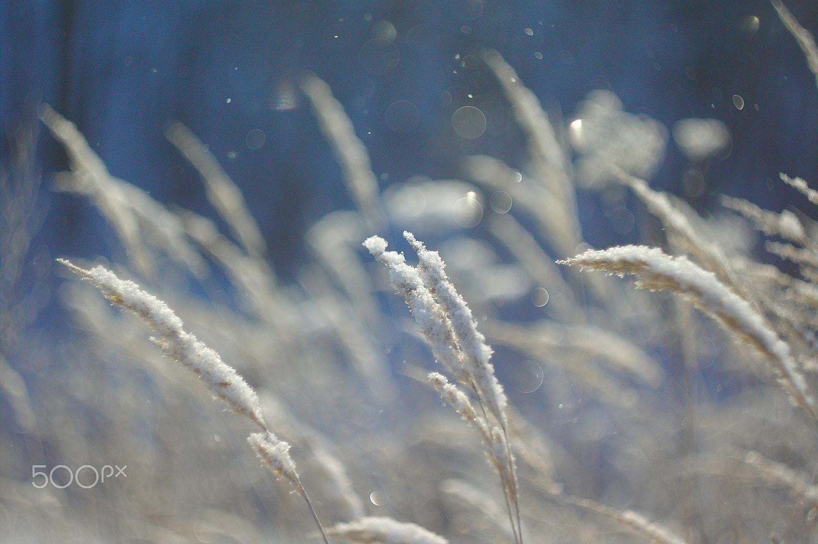 Canon EF 35-80mm f/4-5.6 sample photo. Winter spikelets photography