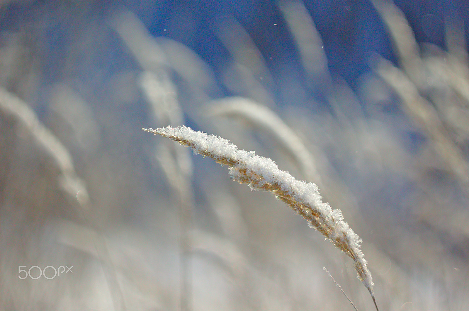 Canon EF 35-80mm f/4-5.6 sample photo. Winter spikelet photography