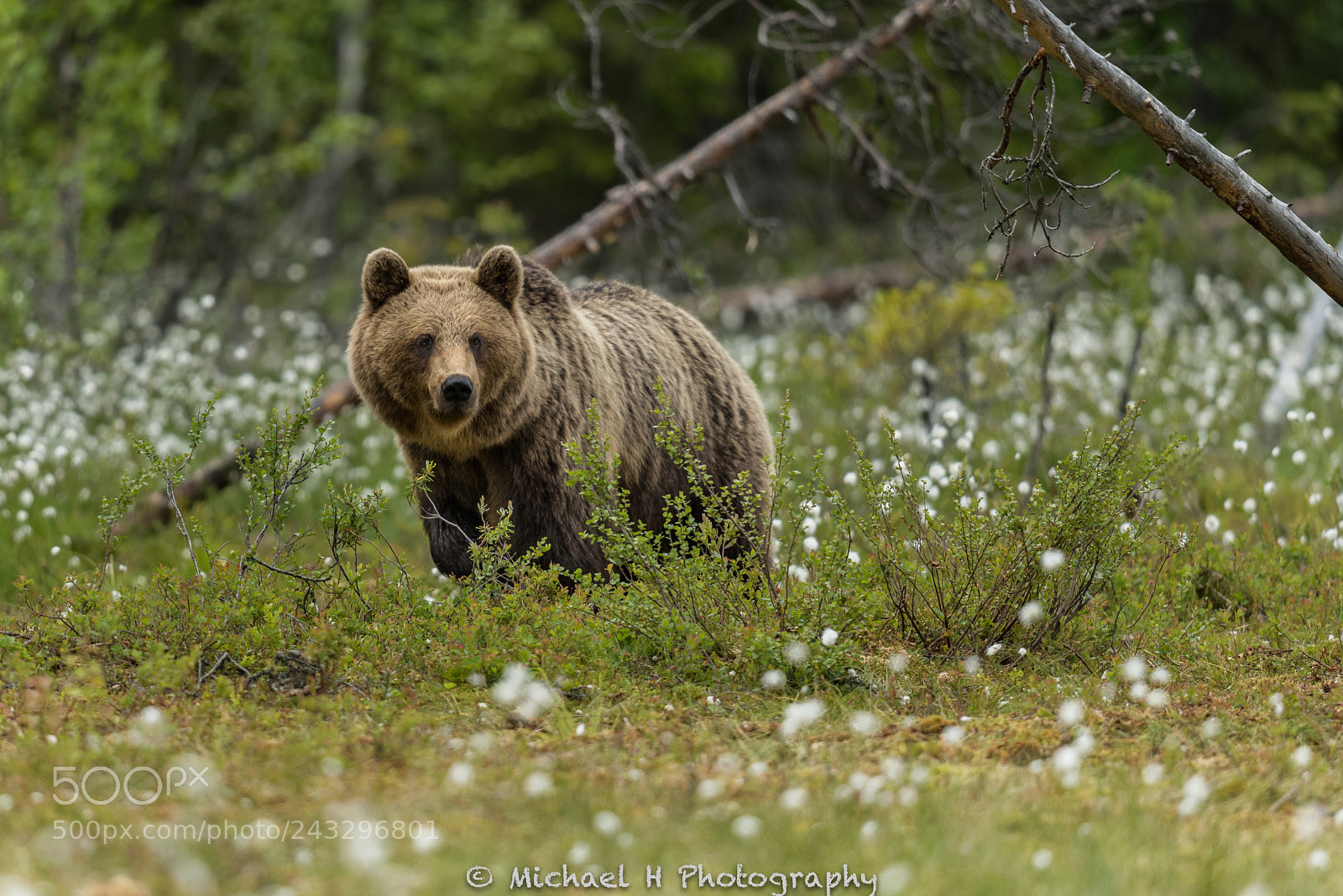 Nikon D810 sample photo. Bear photography