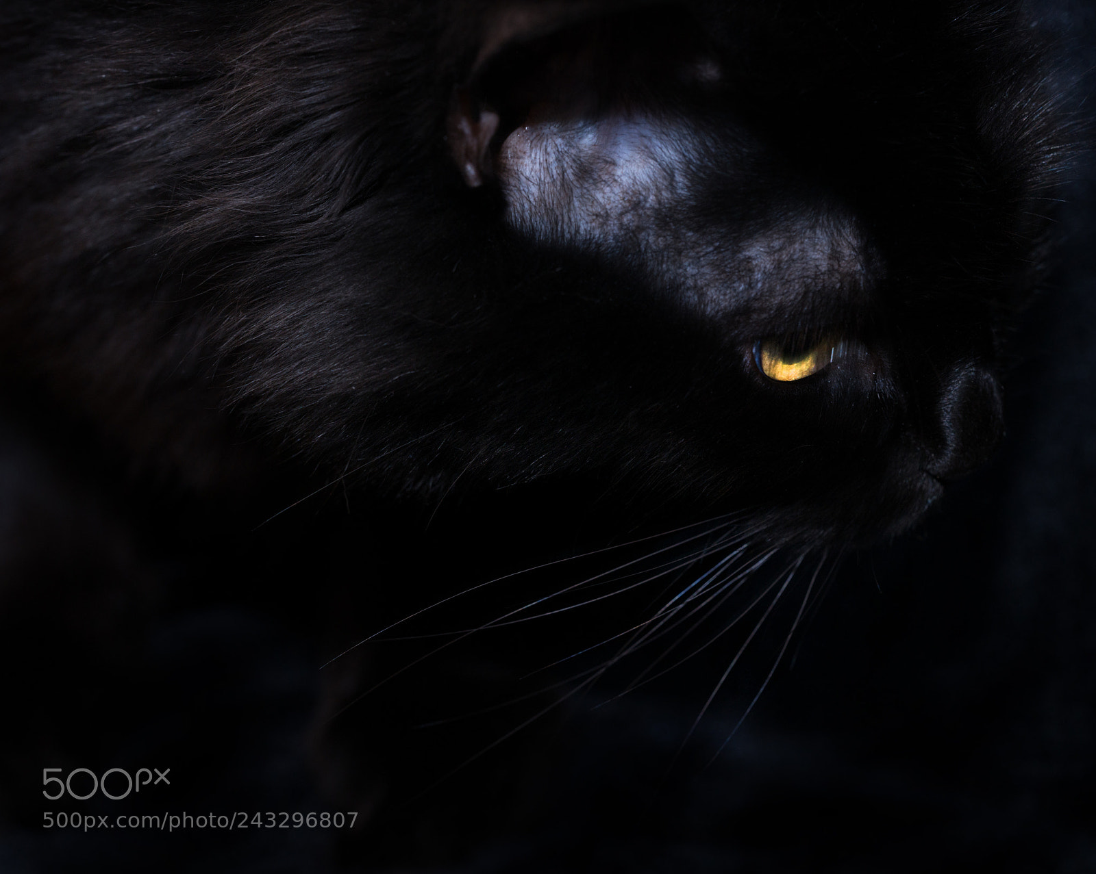 Nikon D800 sample photo. Cat photography