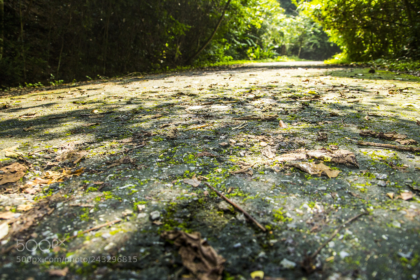 Canon EOS 60D sample photo. Nature way photography