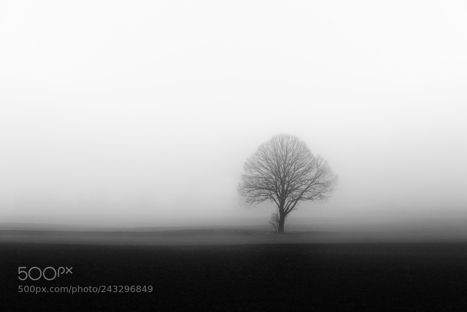 Sony a7R II sample photo. Simplicity by fog photography