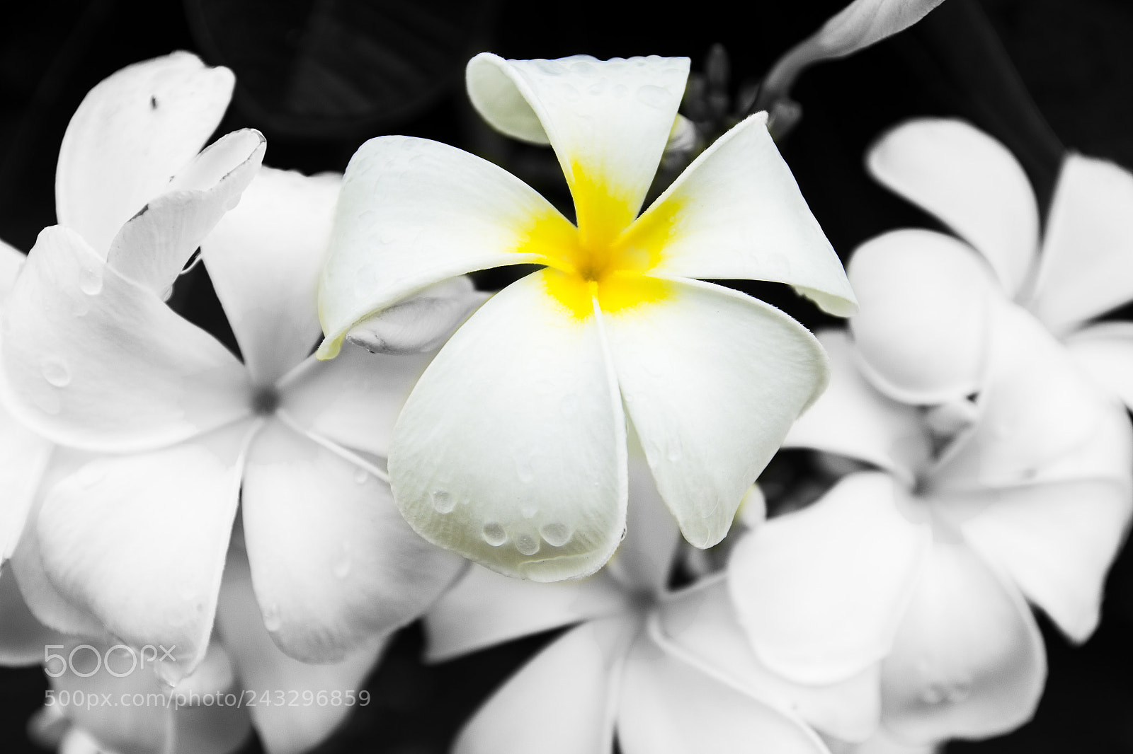 Canon EOS 60D sample photo. Flower photography