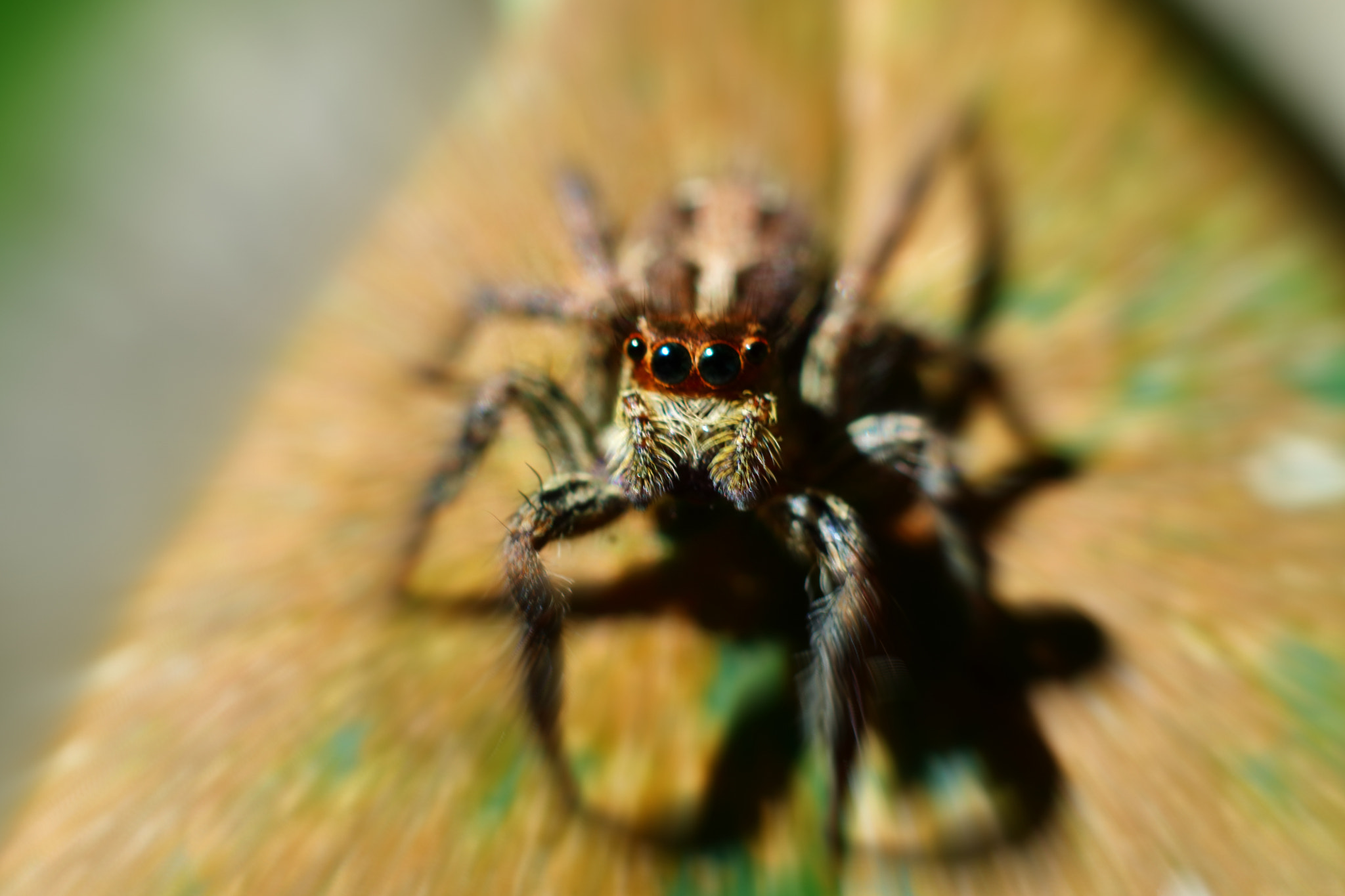 Canon EOS M3 + Canon EF 50mm F1.8 STM sample photo. Spider photography