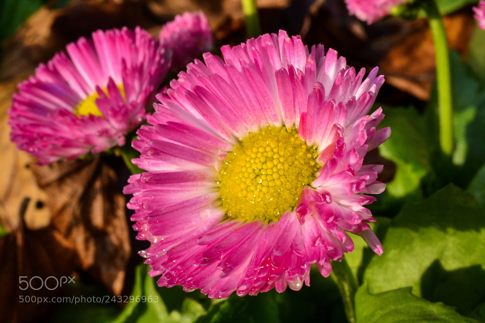 Nikon D3100 sample photo. Springtime photography