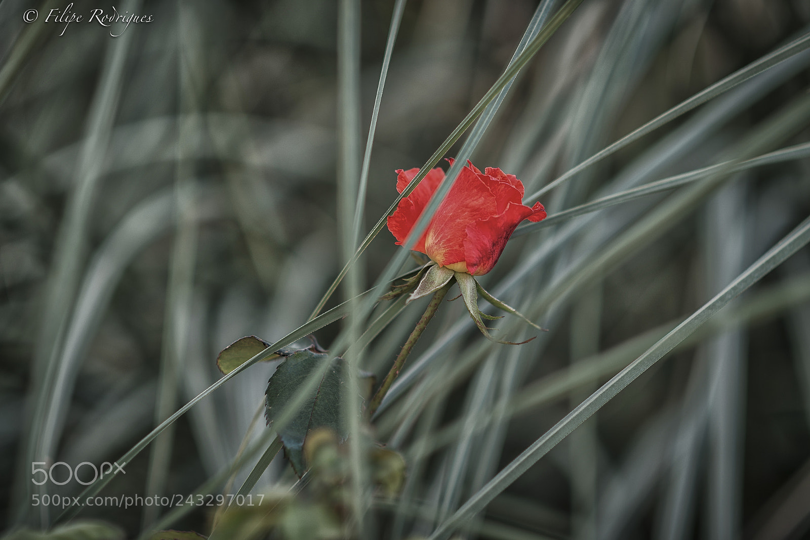 Nikon D800E sample photo. Out of place photography