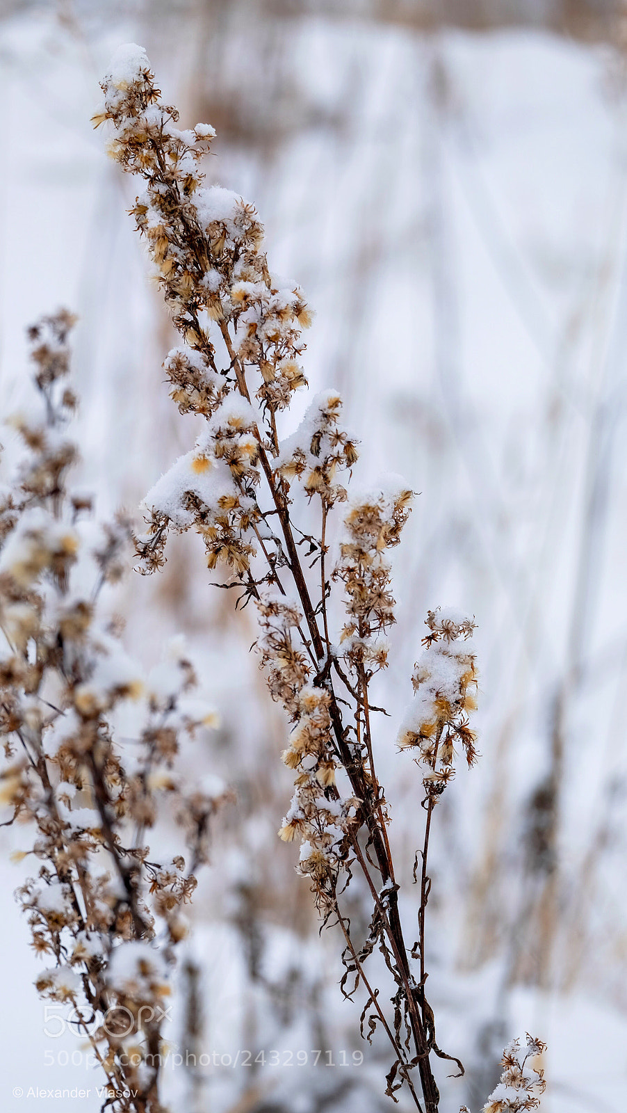 Fujifilm X-T10 sample photo. My winter story 5 photography