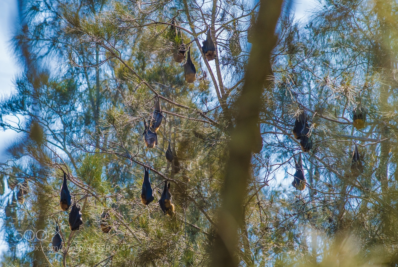 Nikon D810 sample photo. Flying foxes photography
