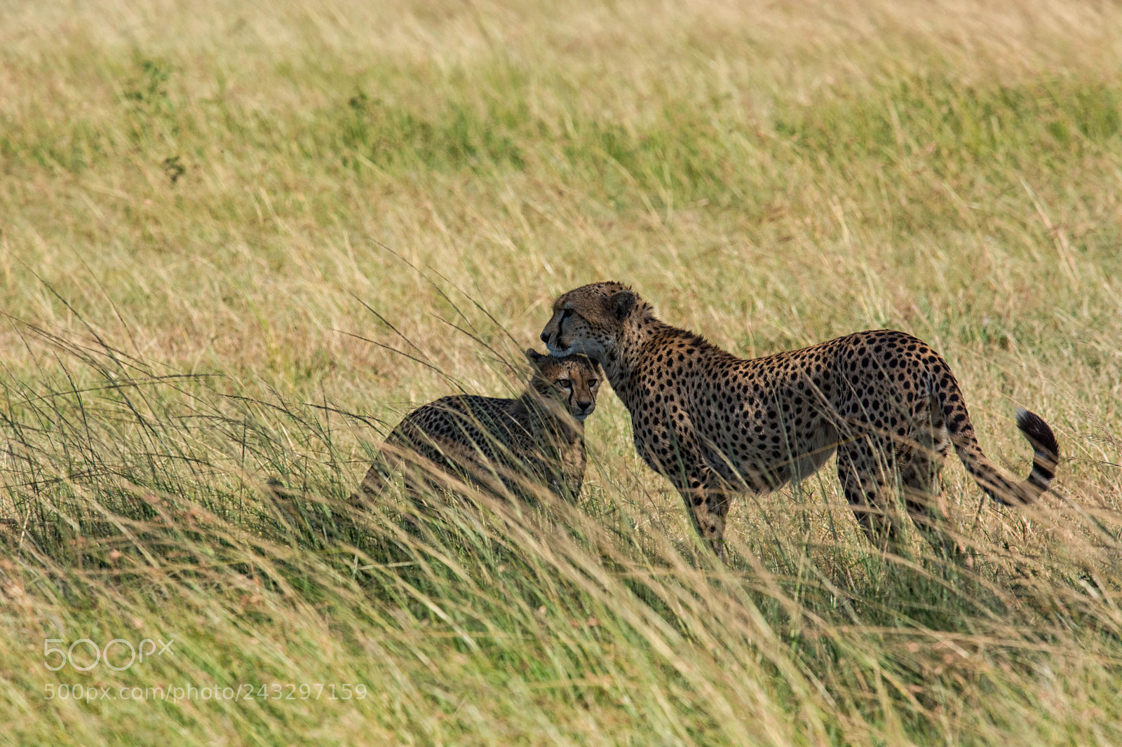 Nikon D7100 sample photo. It's okay jnr photography