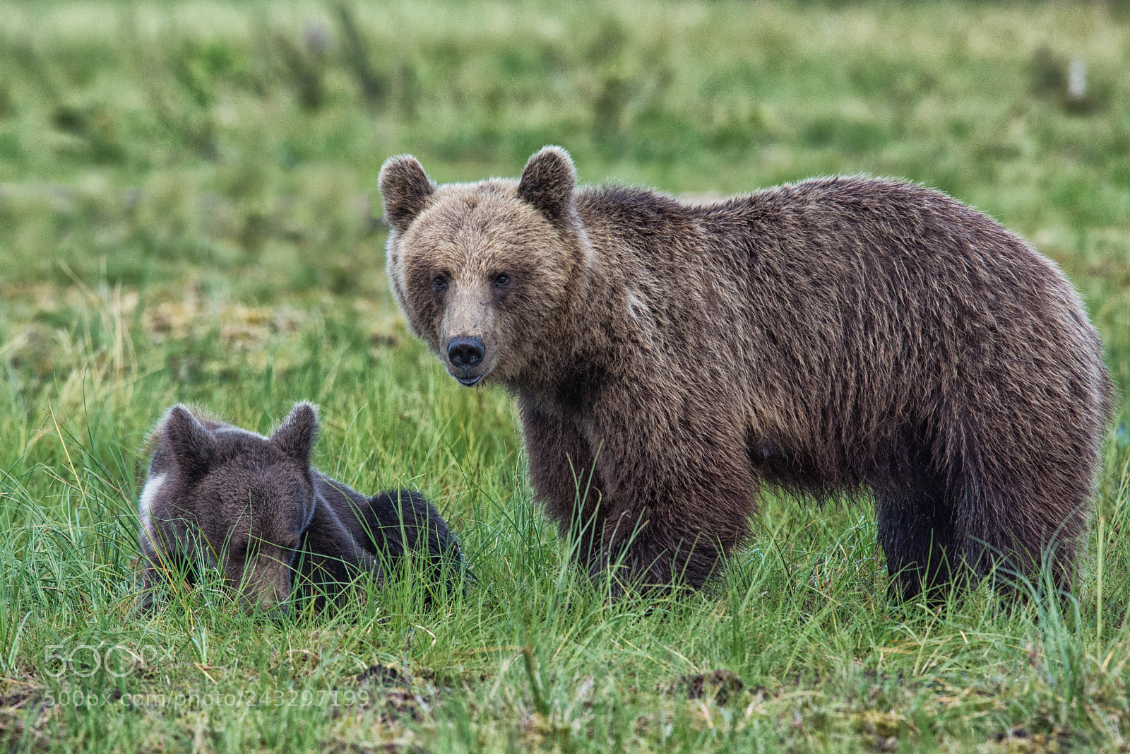 Nikon D7100 sample photo. Mother & cub photography