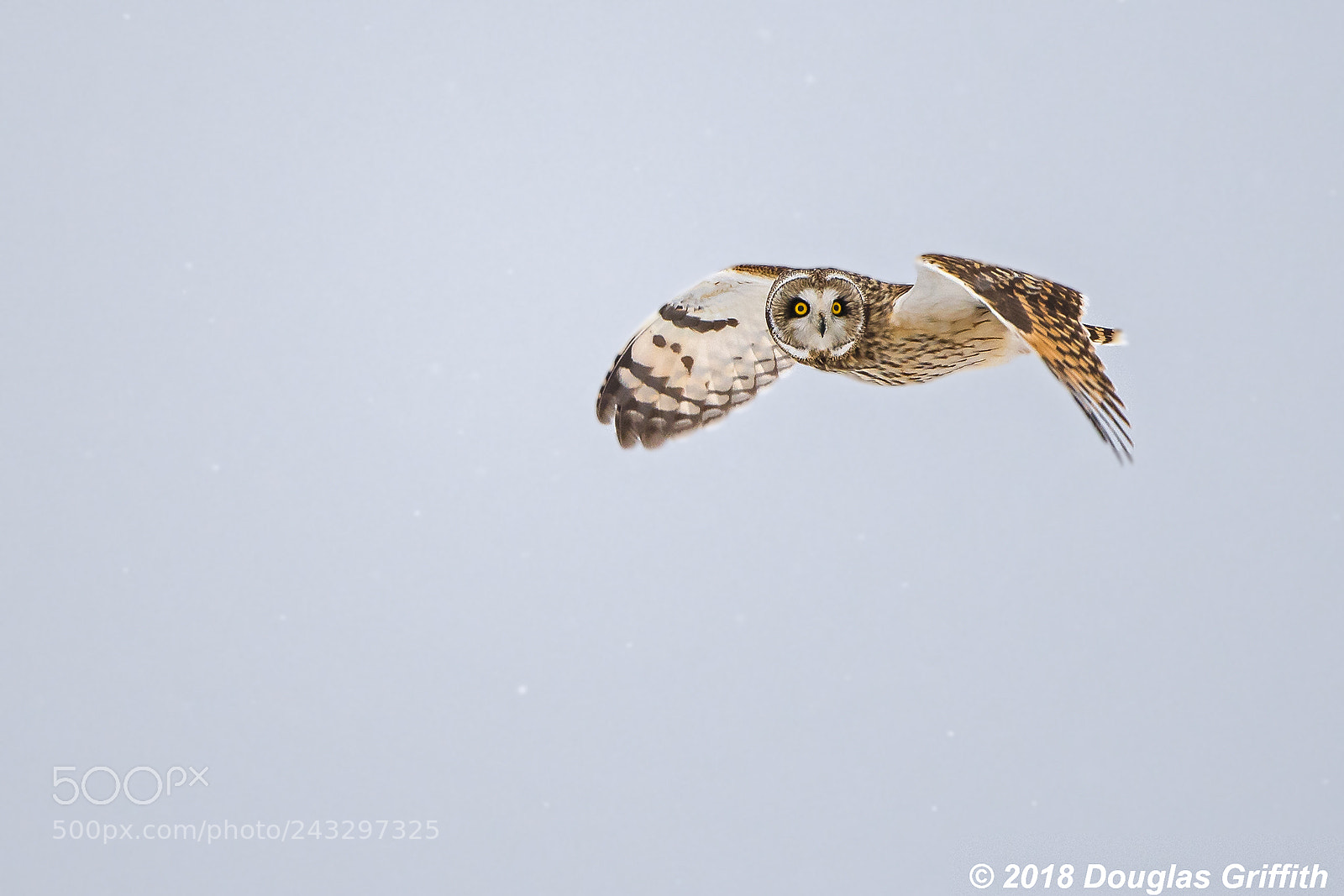Nikon D500 sample photo. Short-eared owl (asio flammeus) photography