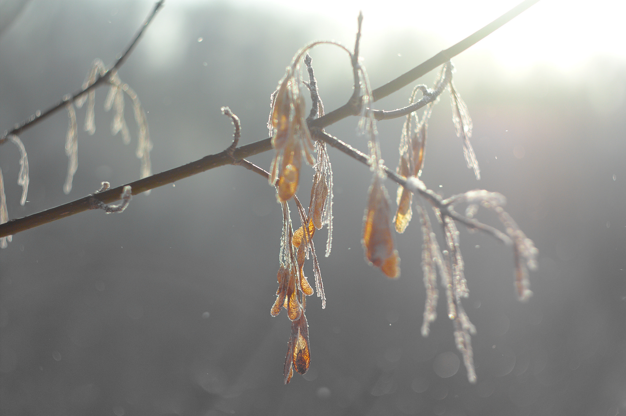Canon EF 35-80mm f/4-5.6 sample photo. Winter maple seeds photography