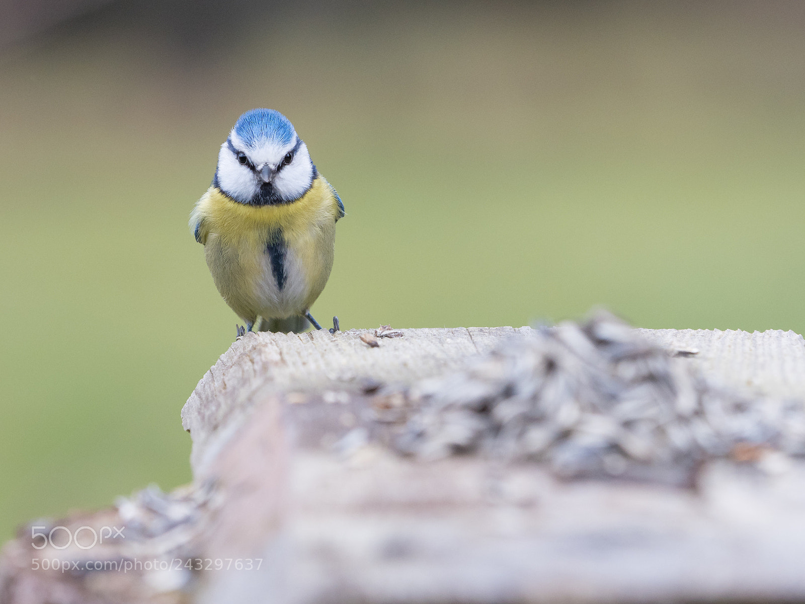 Olympus OM-D E-M1 Mark II sample photo. Blaumeise lat. cyanistes caeruleus photography
