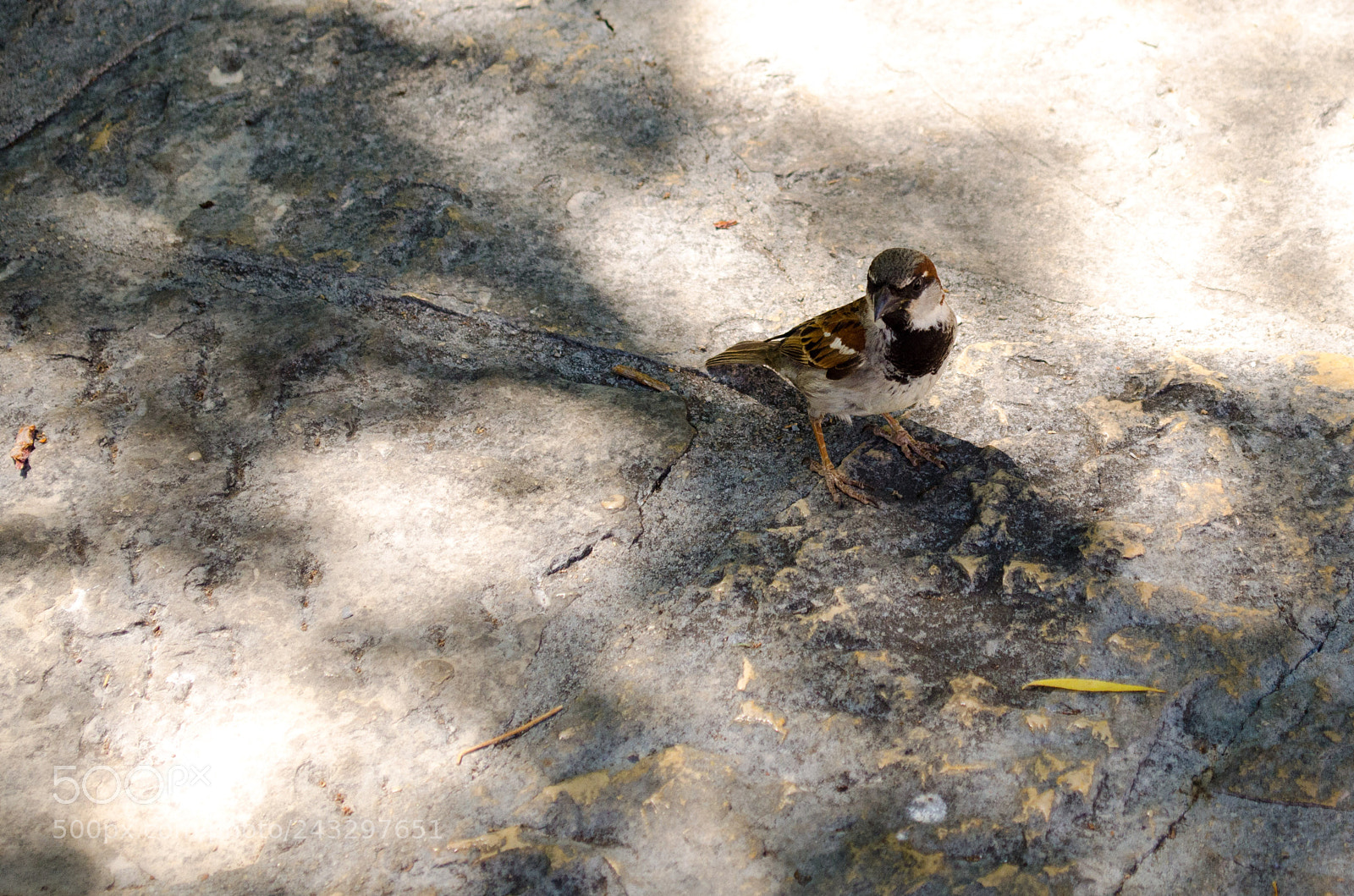 Nikon D5100 sample photo. 07072017_135634-2.jpg photography