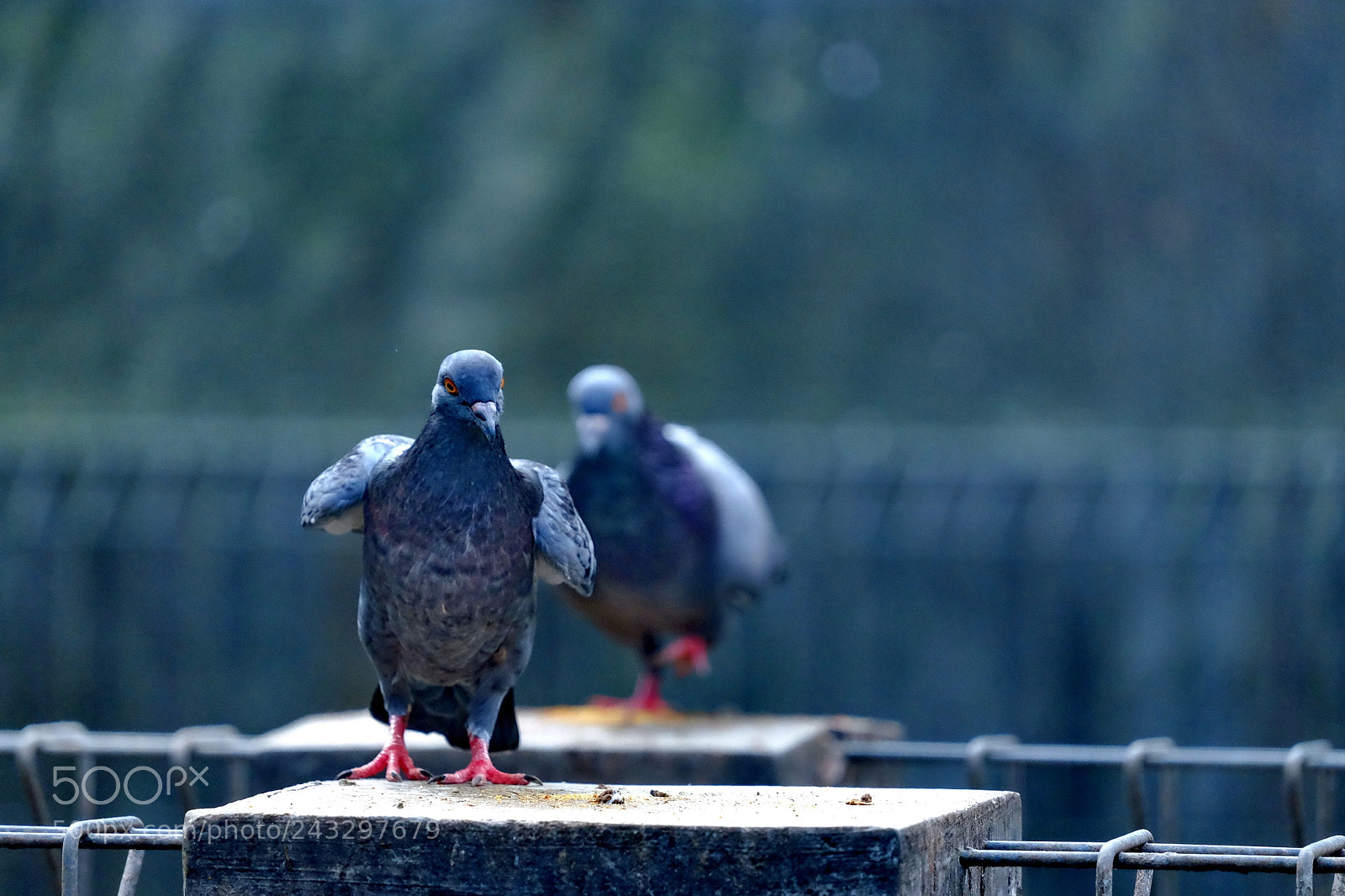 Fujifilm X-T1 sample photo. A couple of pigeons photography