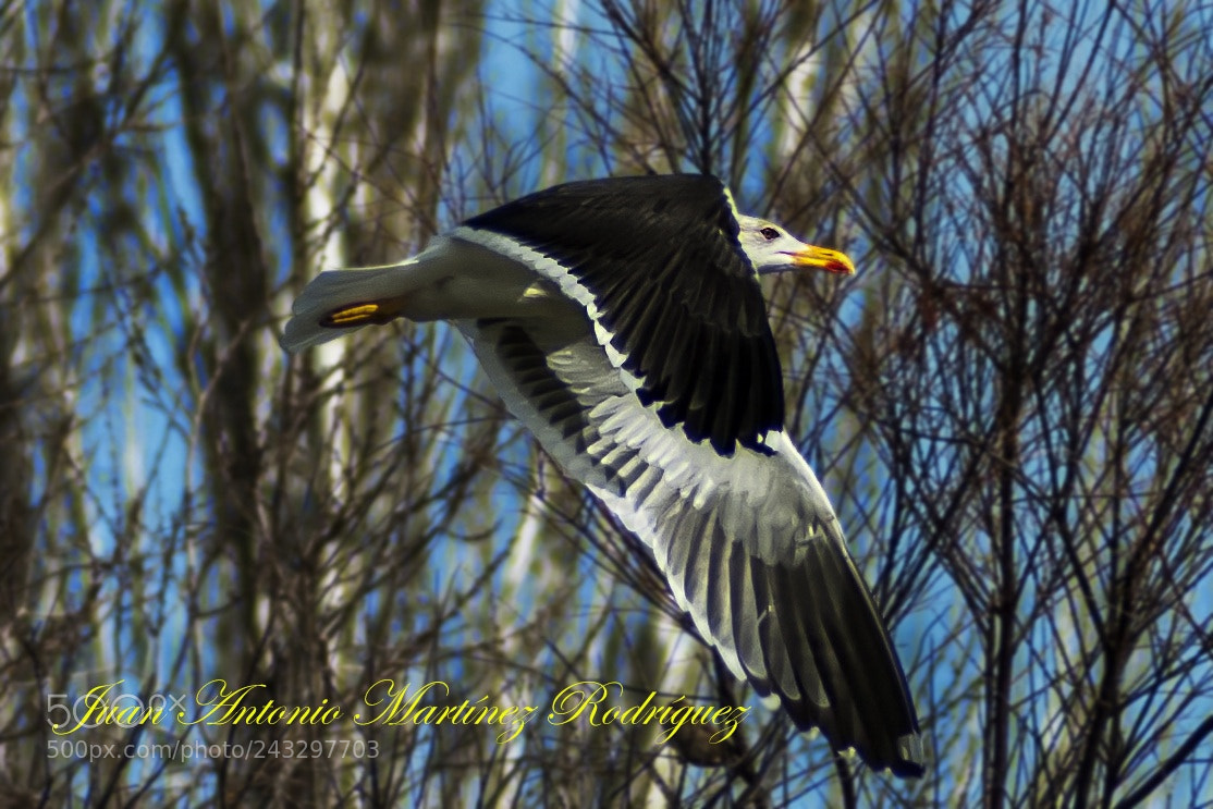Nikon D300S sample photo. Seagull in paris park photography