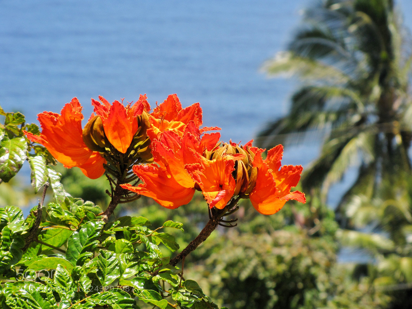 Canon PowerShot SX10 IS sample photo. 8•6•11 // hawaii photography