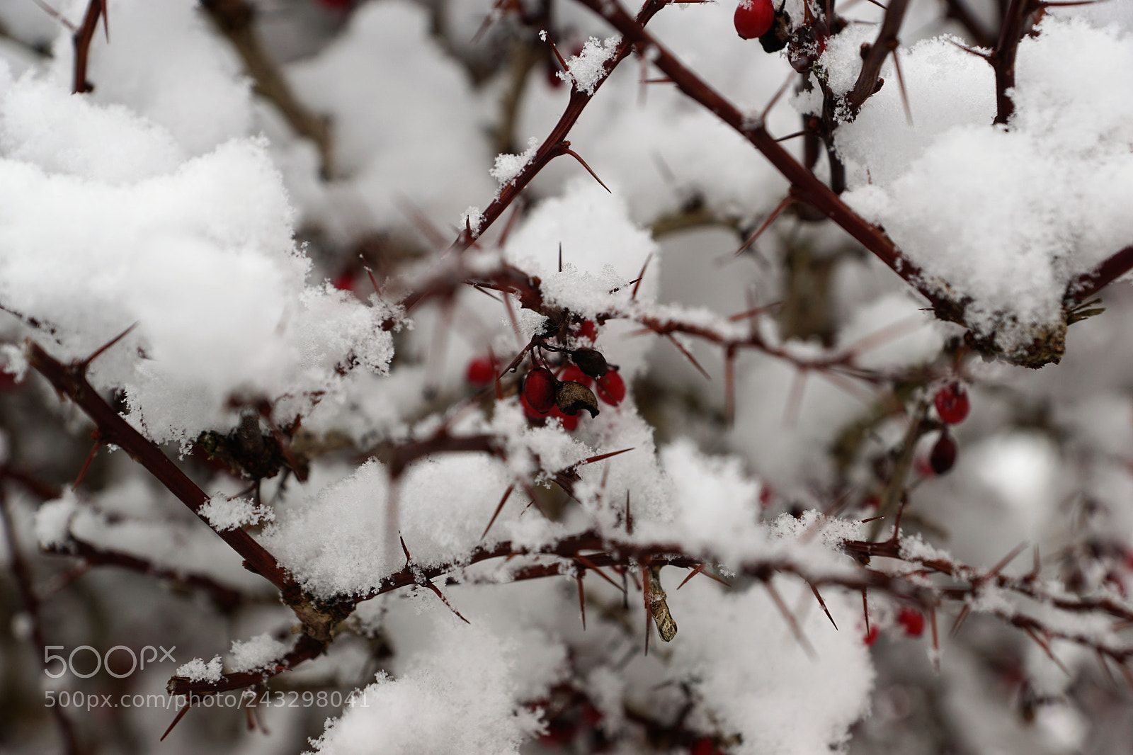 Sony DT 16-50mm F2.8 SSM sample photo. Red in white photography