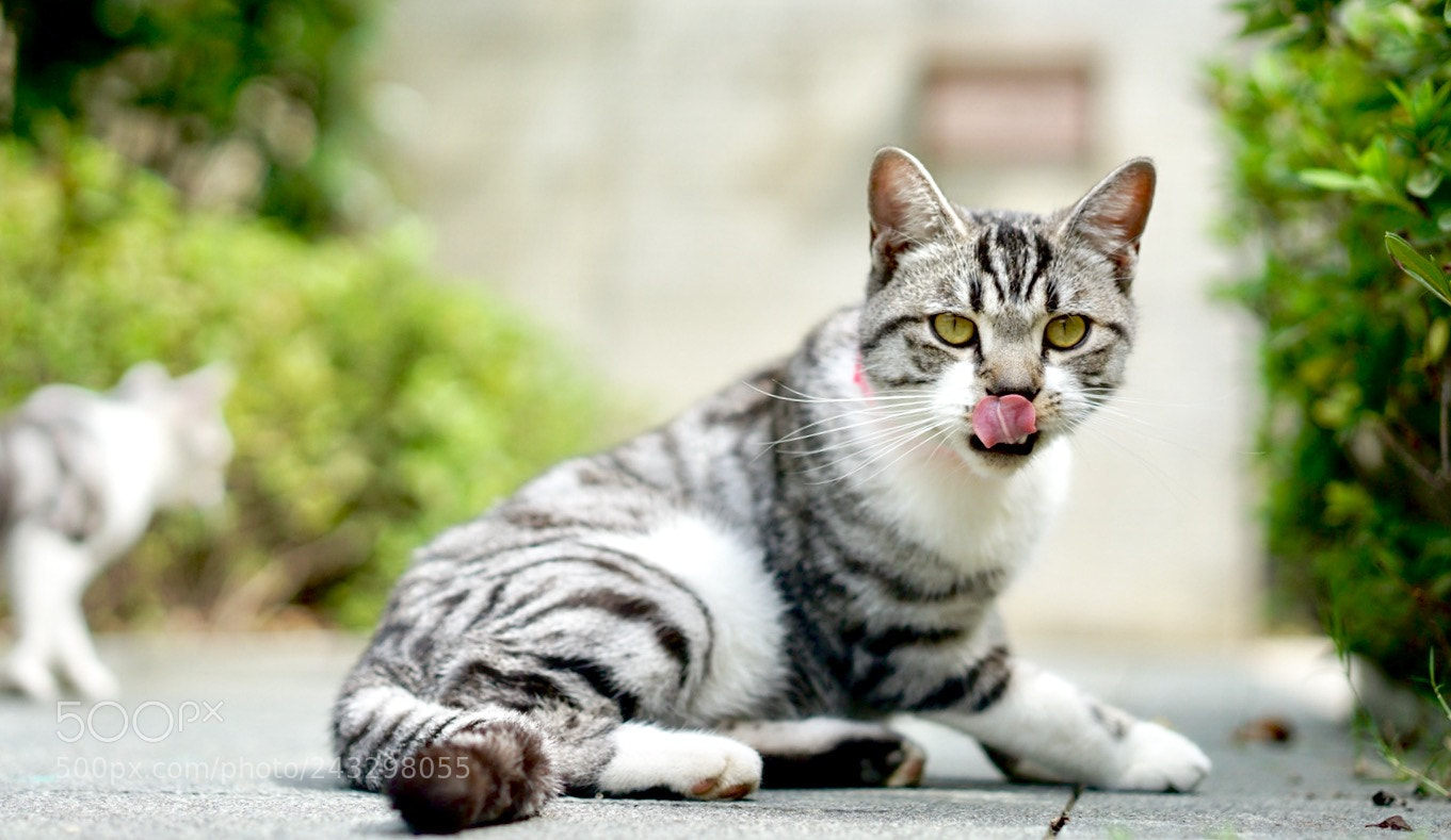 Sony a7 II sample photo. One of my cats photography