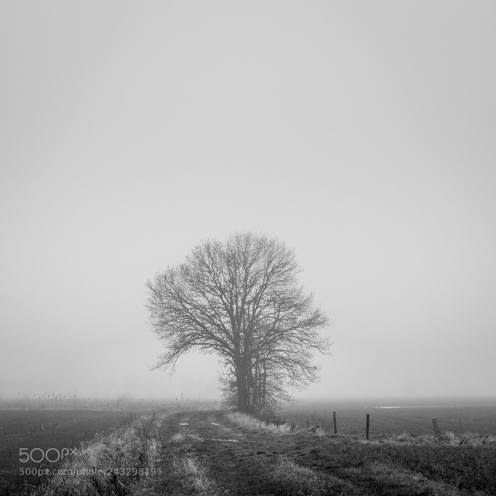Nikon D60 sample photo. Foggy morning photography