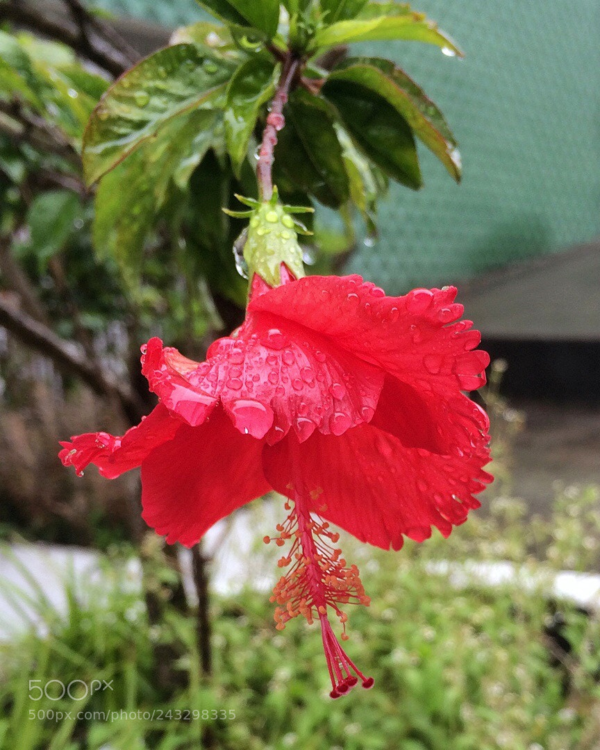 Apple iPhone 5s sample photo. Untitled photography