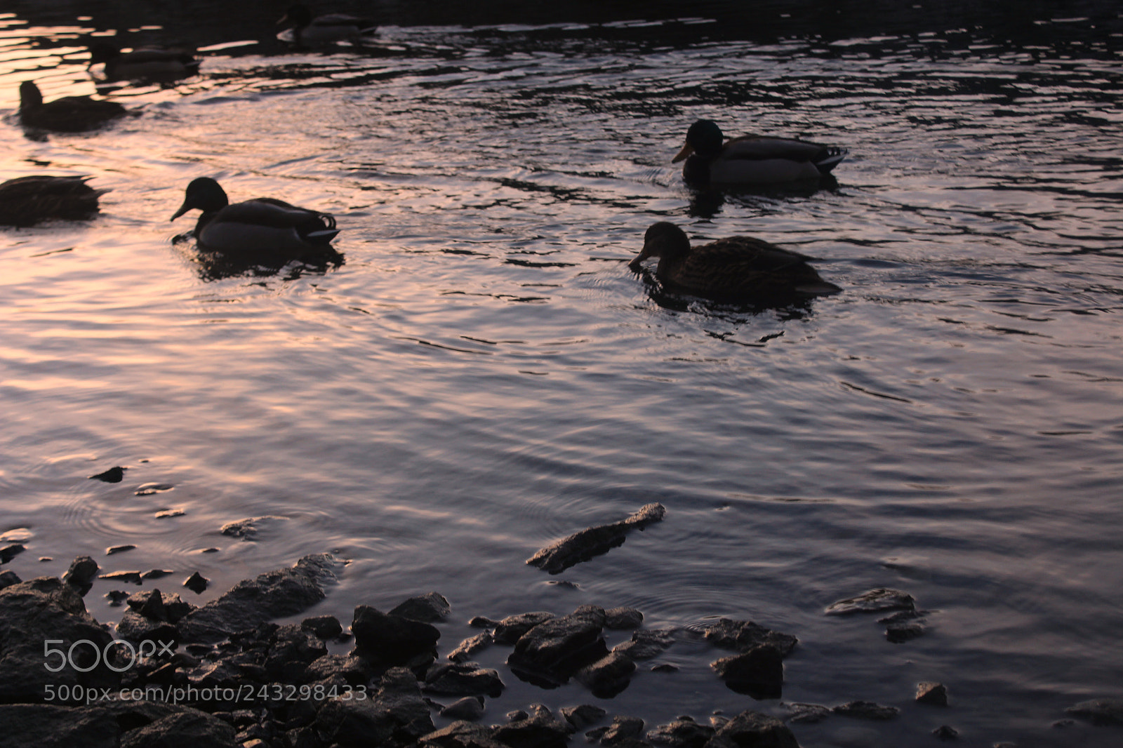 Canon EF-S 18-55mm F3.5-5.6 III sample photo. Ducks in water photography