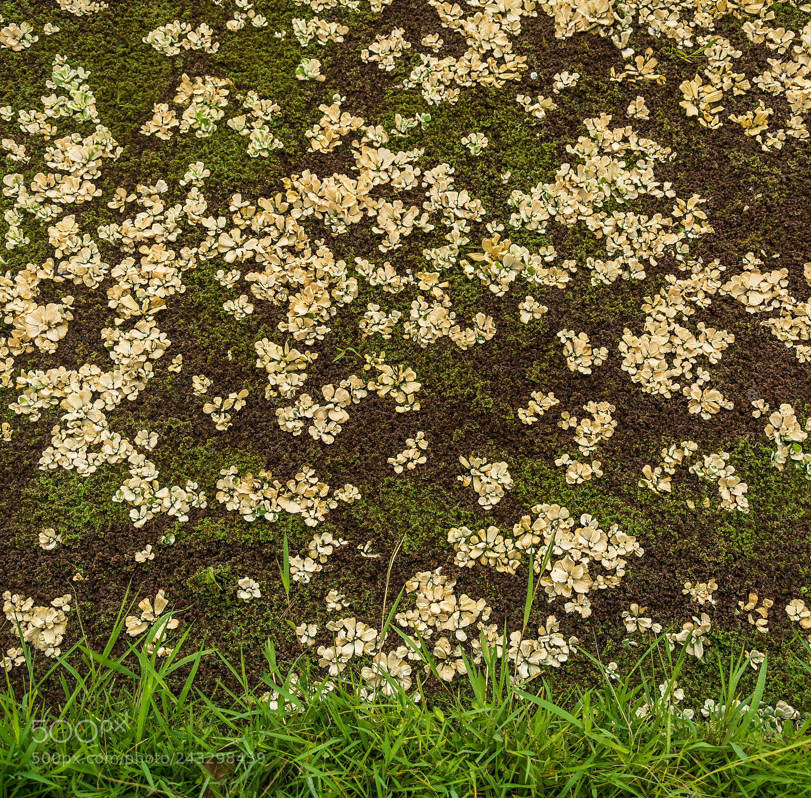 Nikon D7100 sample photo. Duckweed pattern photography