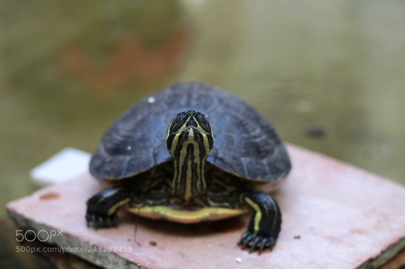 Canon EOS 80D + Canon EF 50mm F1.8 STM sample photo. The turtle photography