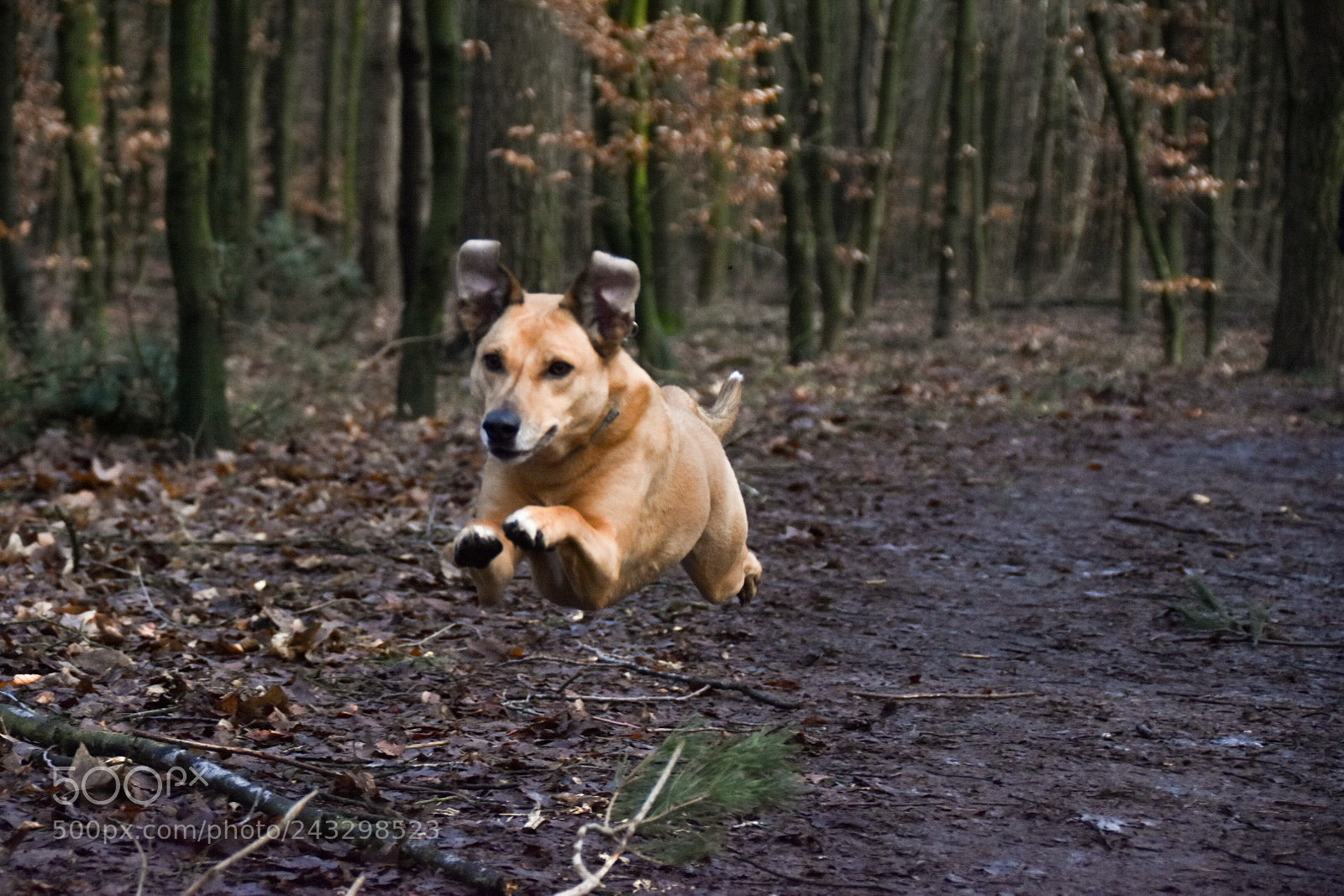 Nikon D5600 sample photo. I believe i can photography