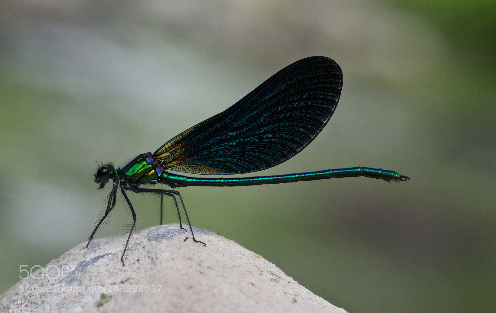 Nikon D3100 sample photo. Bosbeekjuffer (calopteryx virgo) photography