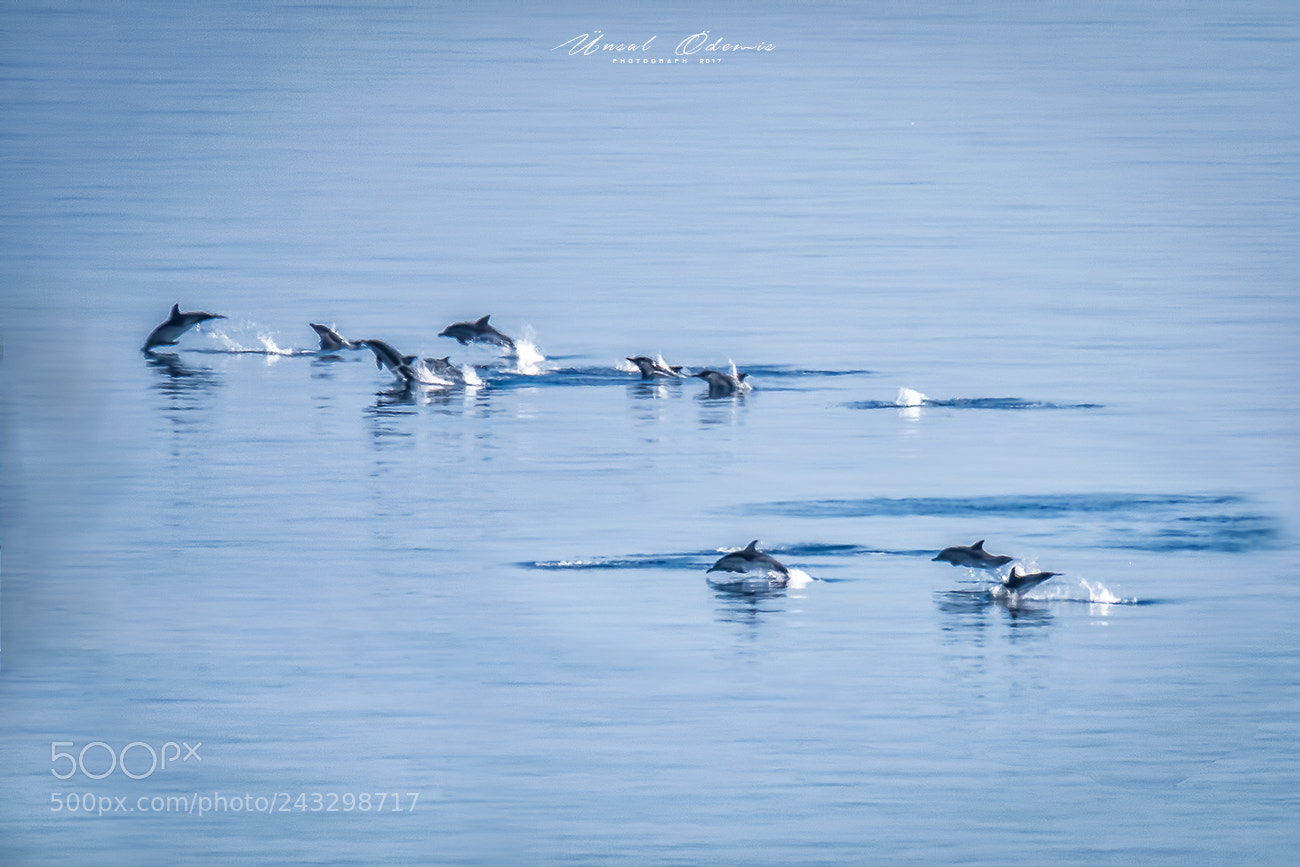 Nikon D810 sample photo. Beauties of nature 21 photography