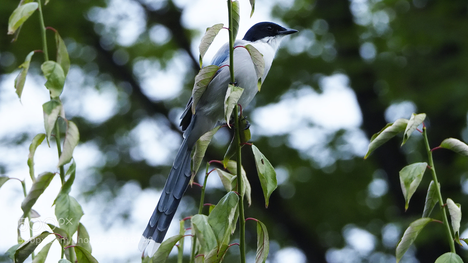 Olympus OM-D E-M1 Mark II sample photo. Azure-winged magpie photography