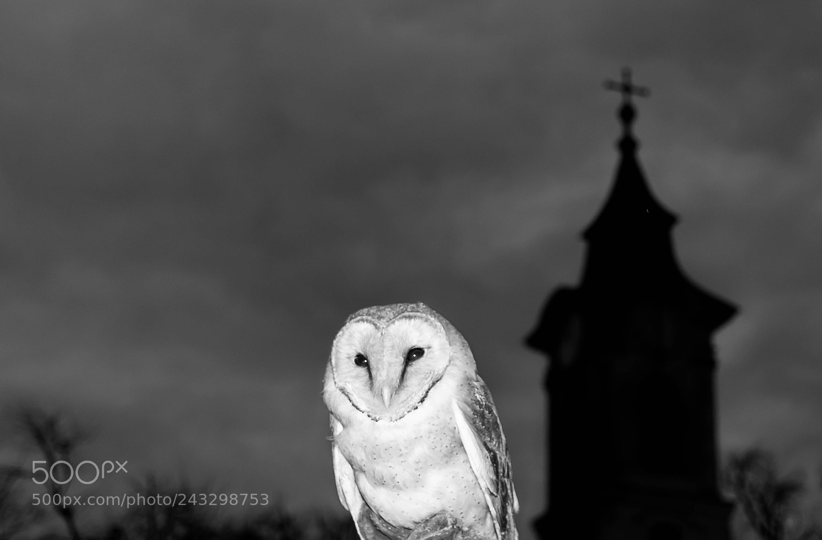 Nikon D7100 sample photo. Tyto alba alba photography