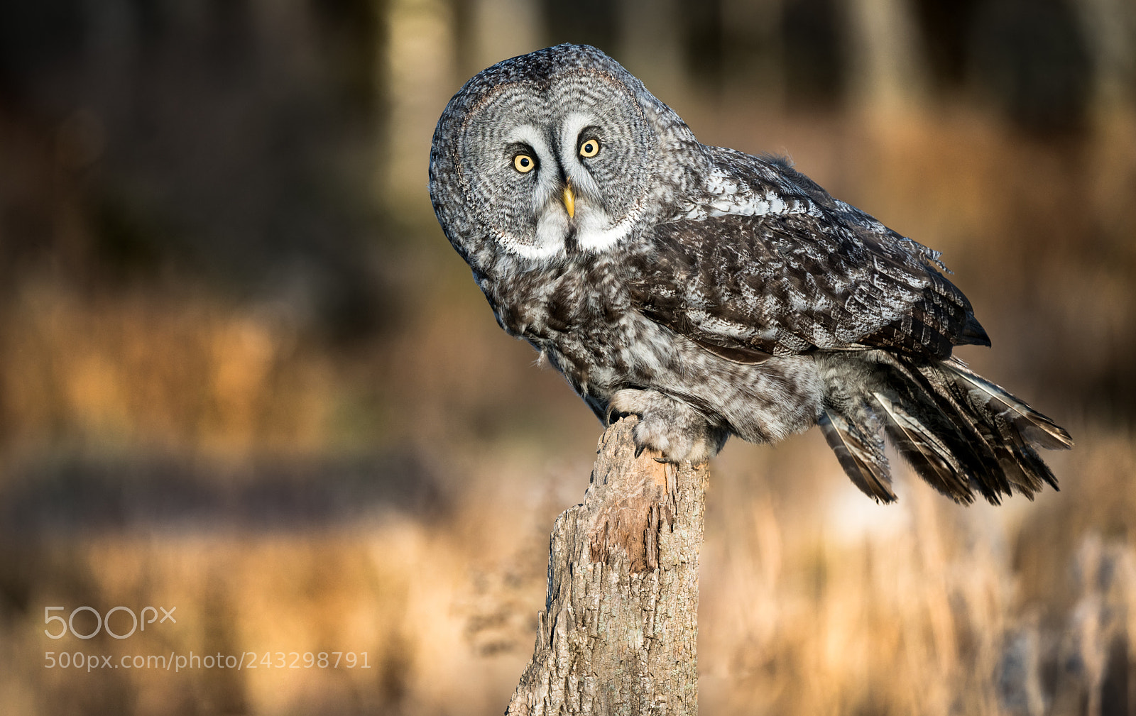 Sony a7R II sample photo. Great grey owl perched photography