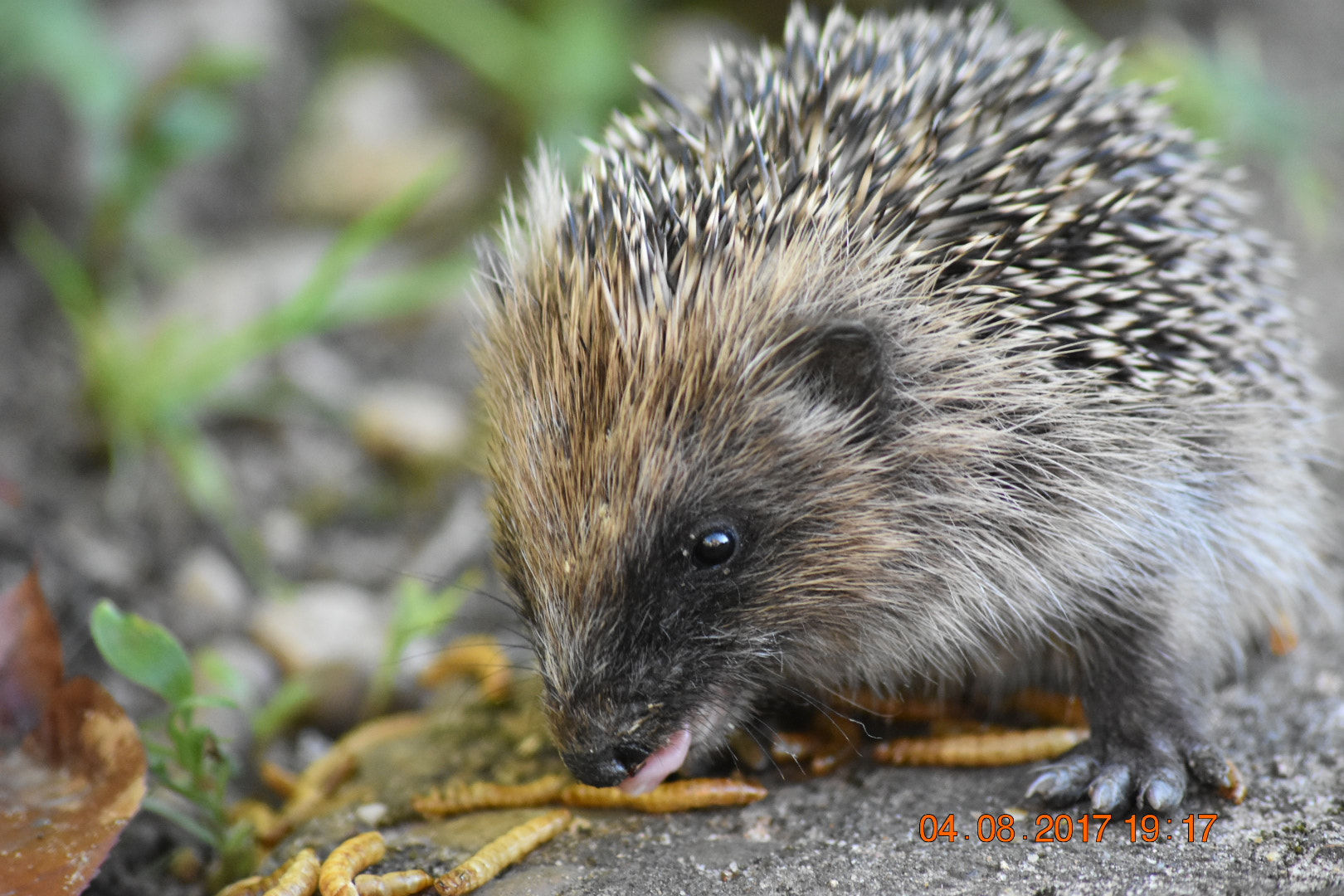 Nikon D3400 + Sigma 70-300mm F4-5.6 APO DG Macro sample photo. Hedgehog's lunch photography