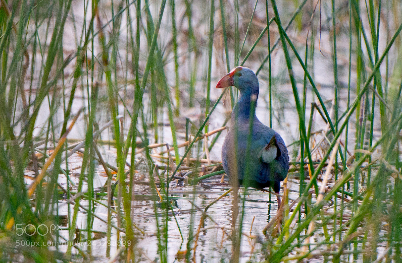 Nikon D800 sample photo. Purple moorhen or swamphen photography
