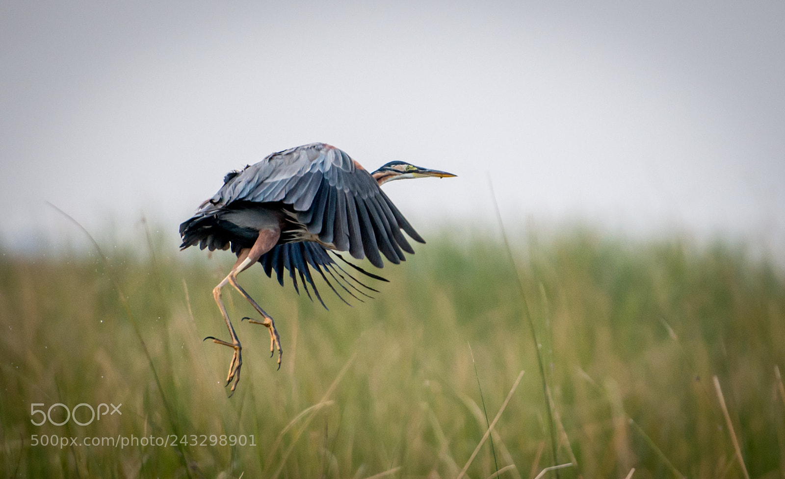 Nikon D800 sample photo. Purple heron photography