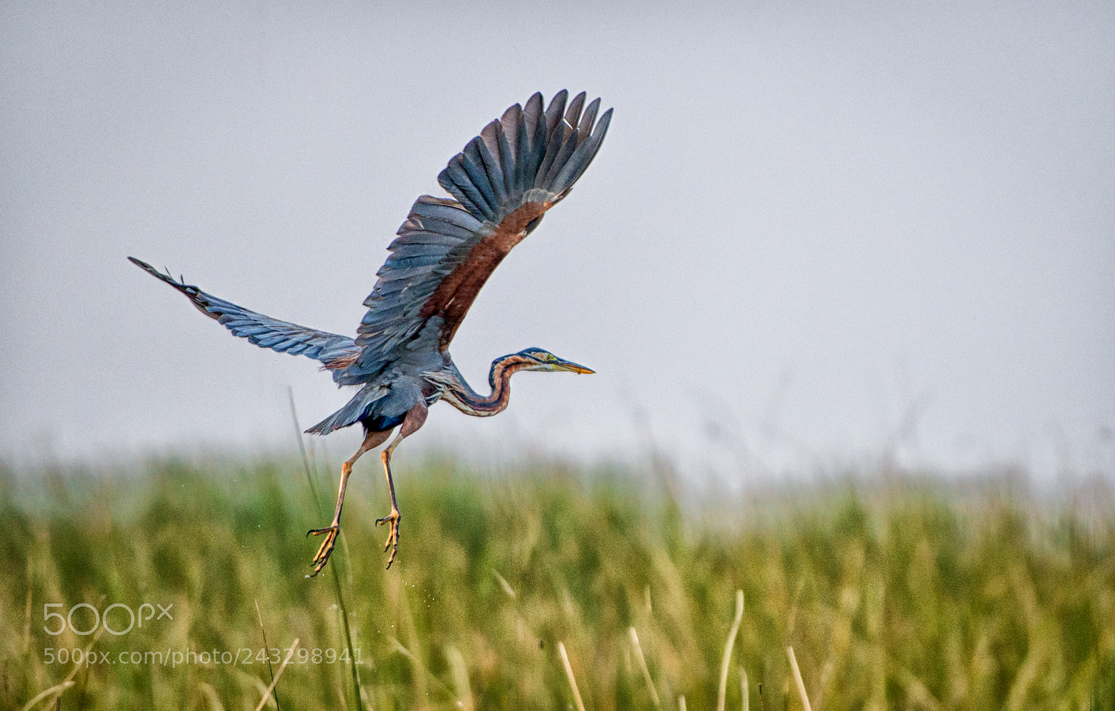 Nikon D800 sample photo. Purple heron photography