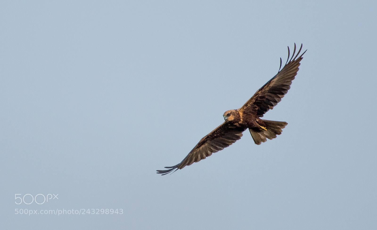 Nikon D800 sample photo. Indian harrier ready to photography