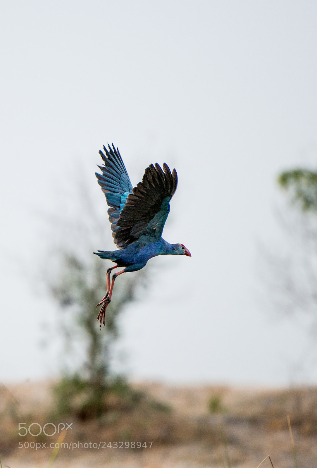 Nikon D800 sample photo. Purple moorhen or swamphen photography