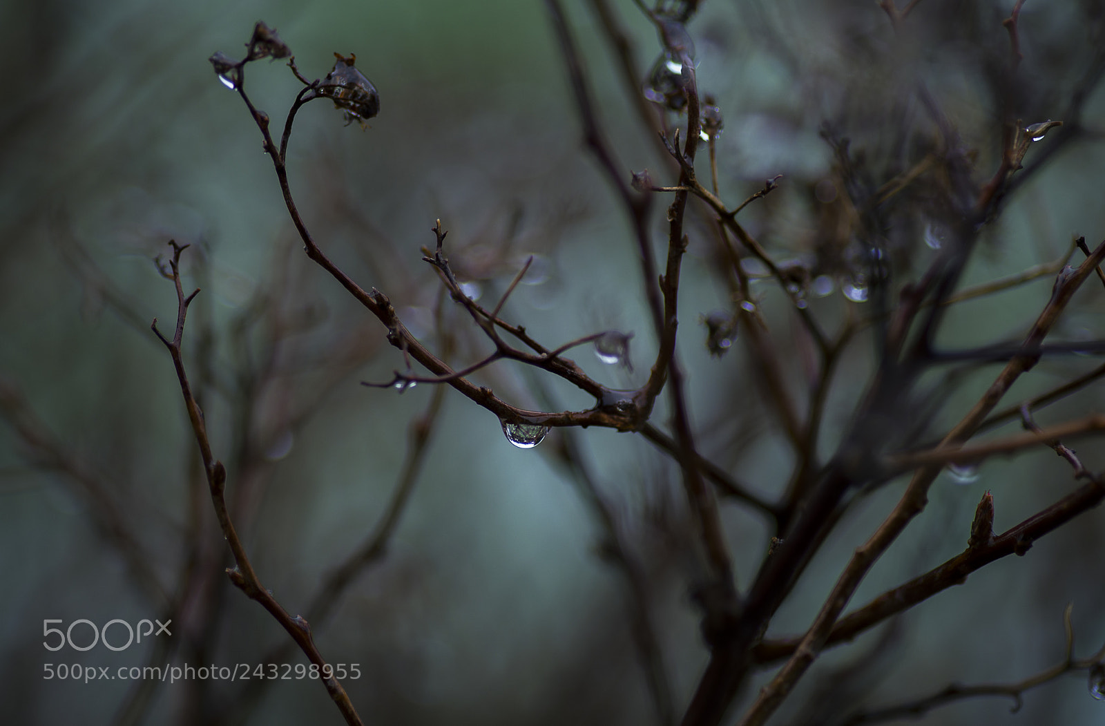 Nikon D800 sample photo. Rainy days photography