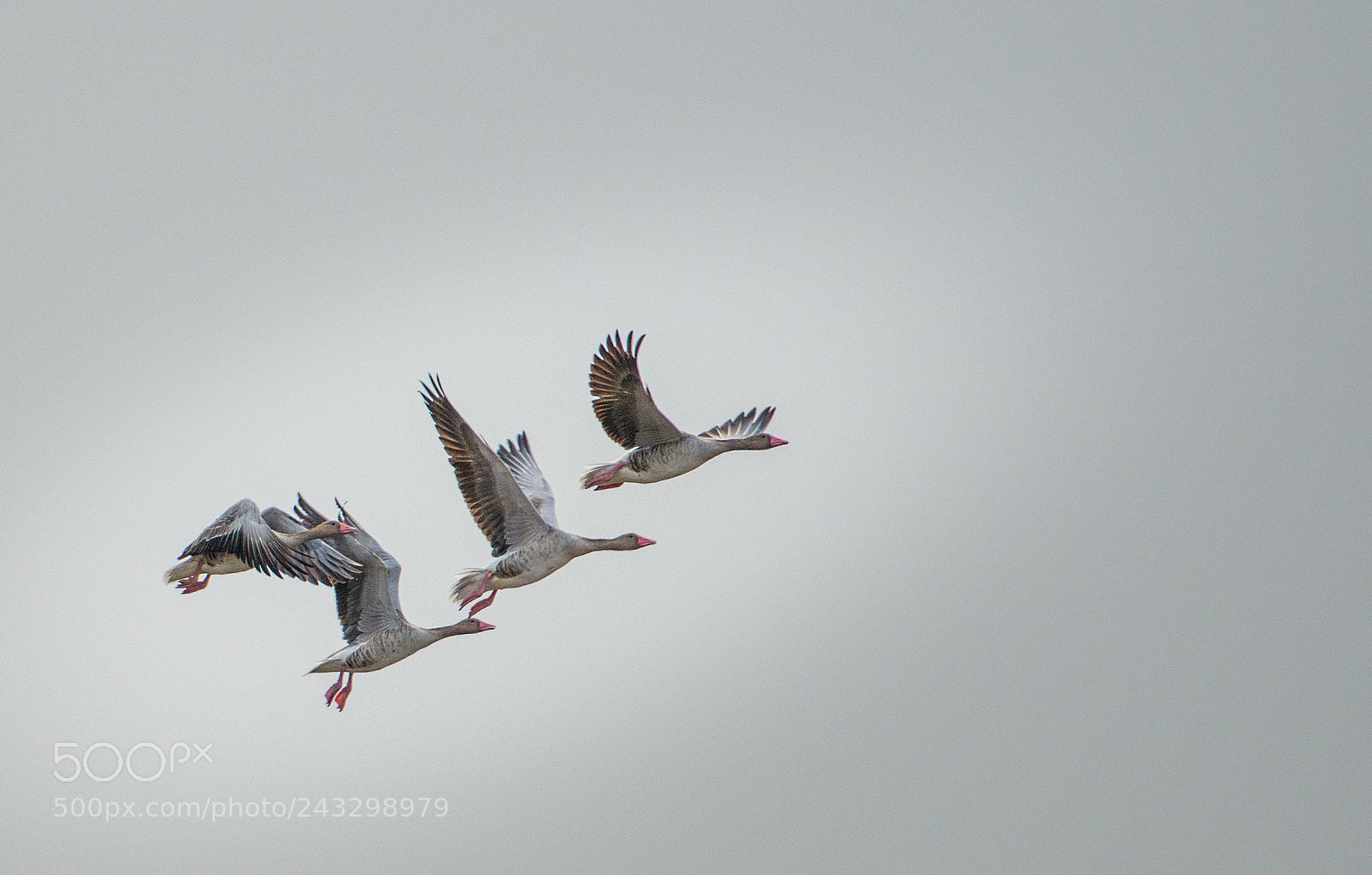 Nikon D800 sample photo. Grey goose taking off photography