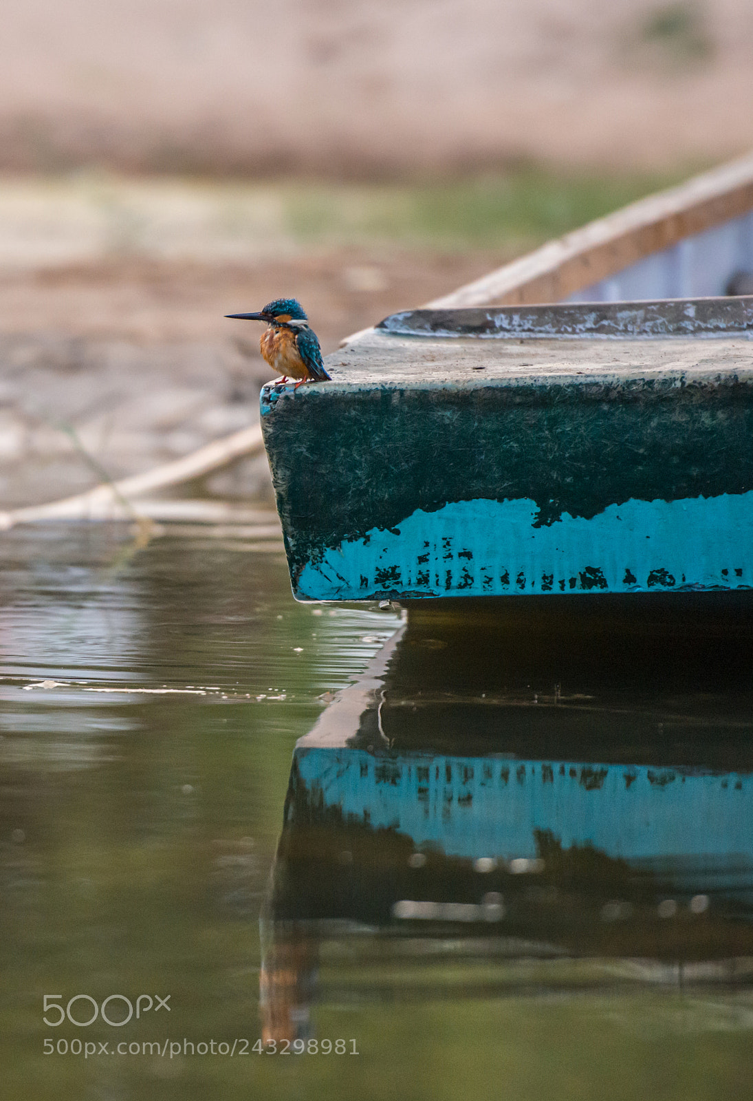 Nikon D800 sample photo. Kingfisher photography