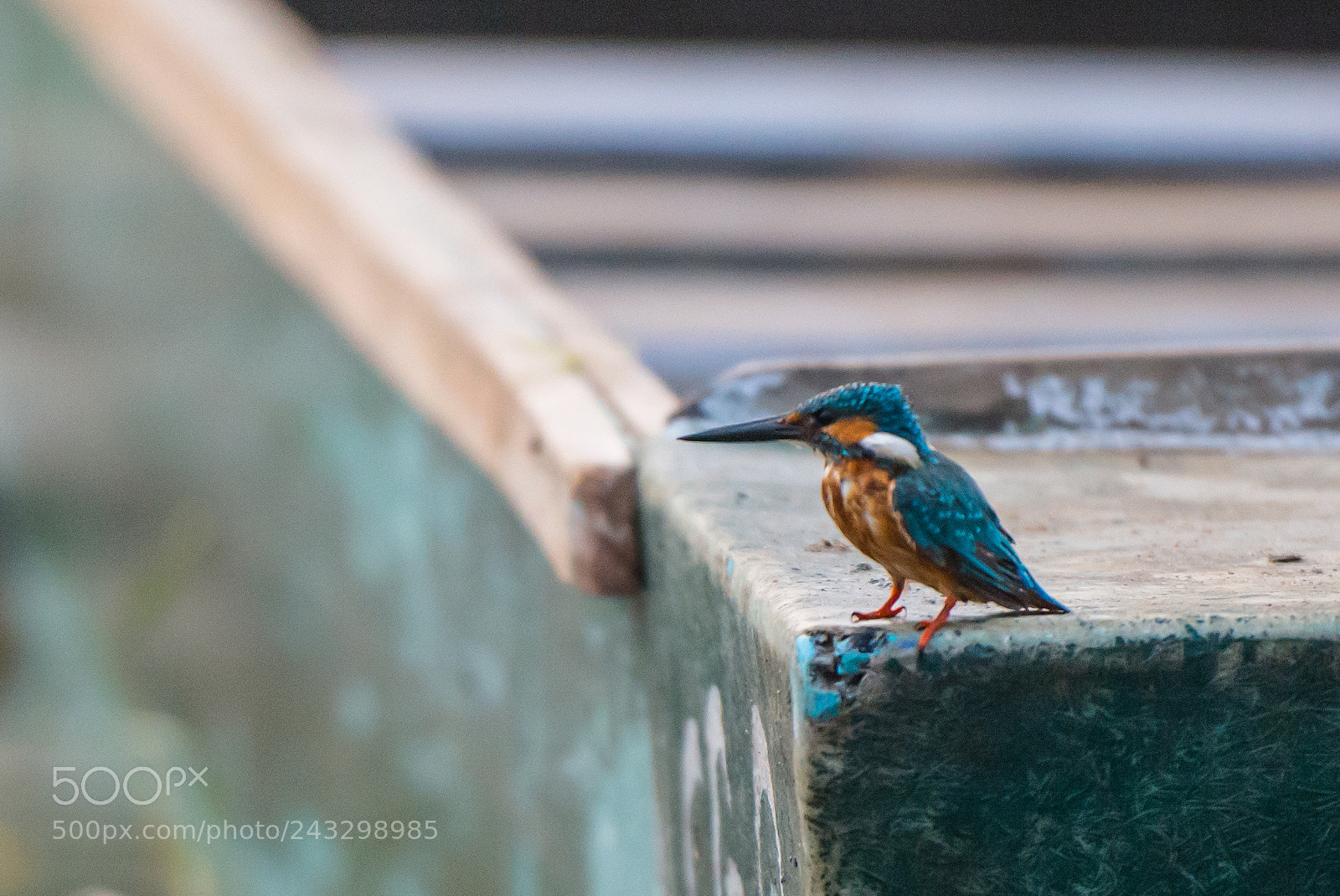 Nikon D800 sample photo. Kingfisher photography