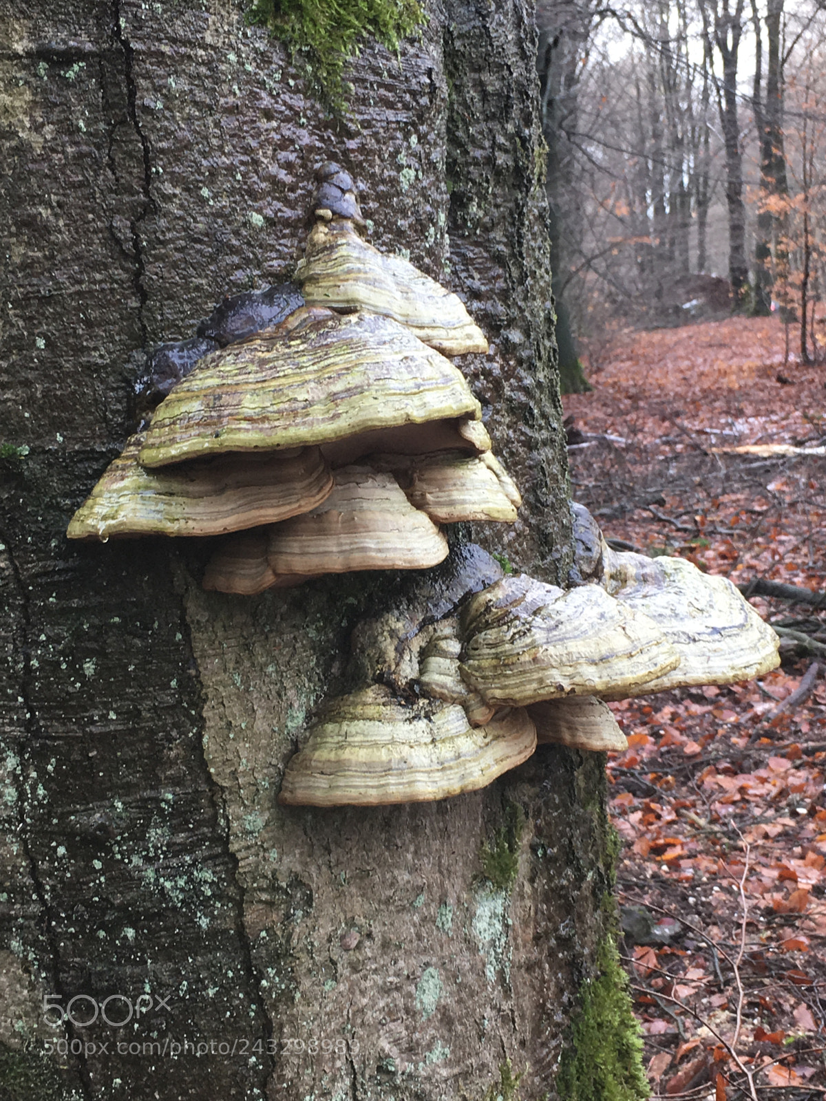 Apple iPhone 6s sample photo. Mushrooms photography