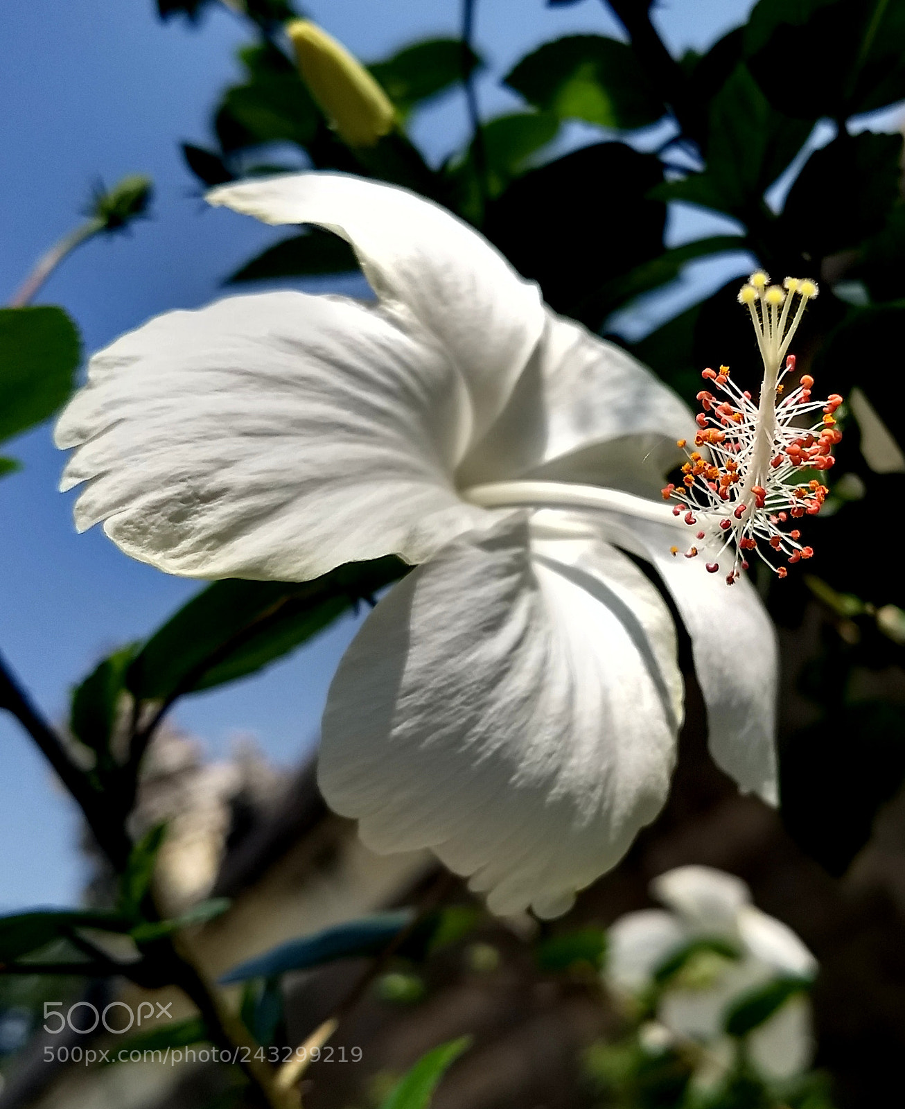 Motorola Moto G (5) Plus sample photo. Mobile snap_white bloom.. photography