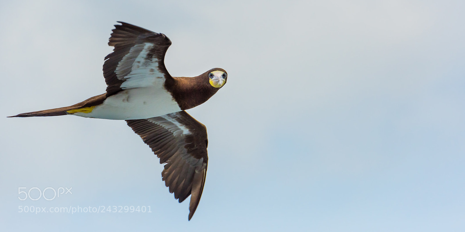 Nikon D810 sample photo. Seabird turning his head photography