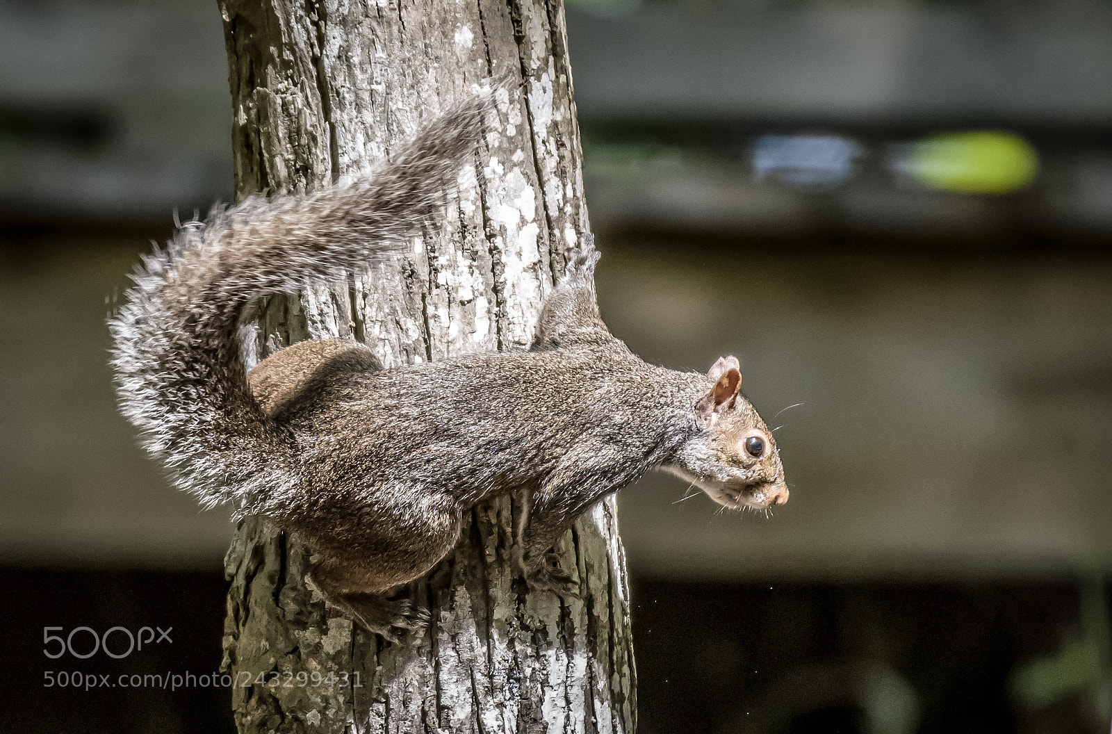 Canon EOS 5D Mark IV sample photo. Looking for a nut! photography
